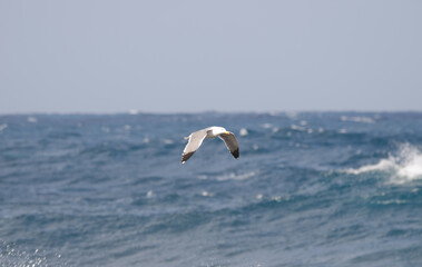 Yellow-legged gull Larus michahellis atlantis in flight. El Confital. La Isleta. Las Palmas de Gran Canaria. Gran Canaria. Canary Islands. Spain.