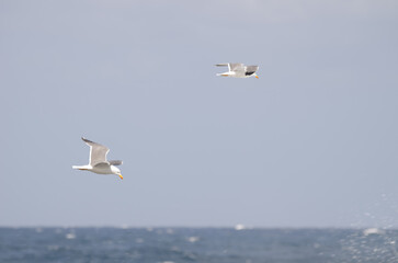 Fototapeta na wymiar Yellow-legged gulls Larus michahellis atlantis in flight. El Confital. La Isleta. Las Palmas de Gran Canaria. Gran Canaria. Canary Islands. Spain.