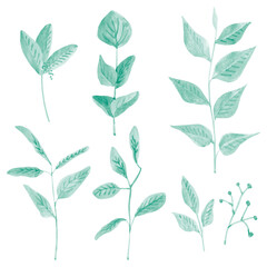 Watercolor mint branches on white background
