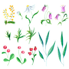 Watercolor illustration. Botanical collection of wild and garden plants