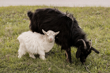 Naklejka na ściany i meble Mother goat with baby white goats on the grass