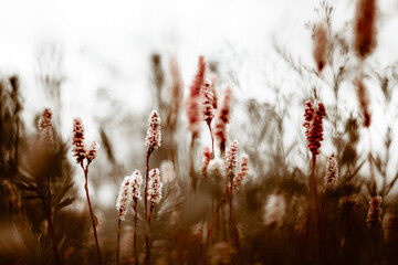 Beautiful pink wildflowers in sunny light. Flowers background