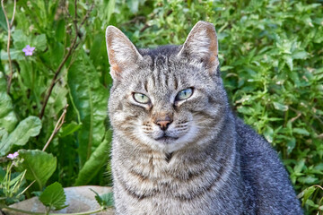 Closeup of the piercing gaze of a grey european cat with green grass in the background