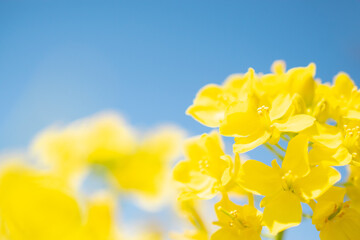 青空と黄色い菜の花