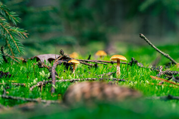Mushrooms growing in the wild forest in Czech republic (Czechia)