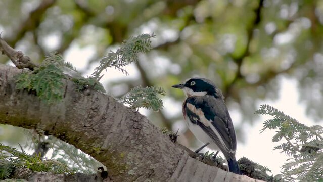 Chinspot Batis - Batis molitor