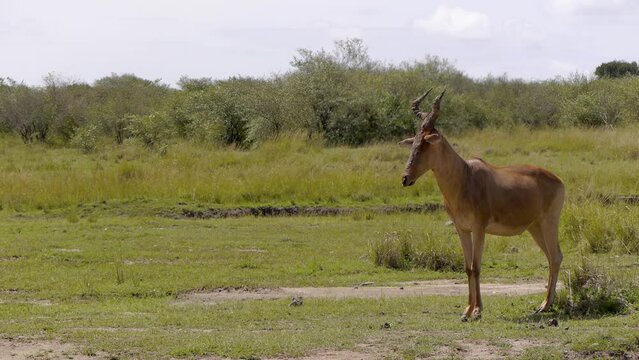 Coke's hartebeest - Alcelaphus buselaphus cokii