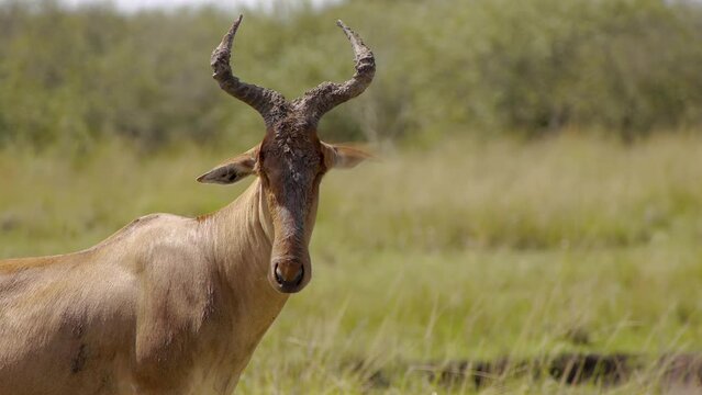 Coke's hartebeest - Alcelaphus buselaphus cokii