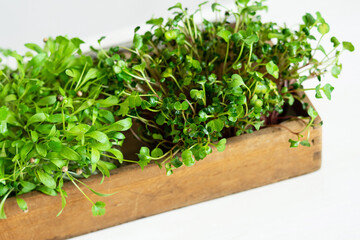 Fototapeta premium Micro greens in a wooden tray on a table on a white background. Micro cilantro and radish. Healthy food herbs for cooking.