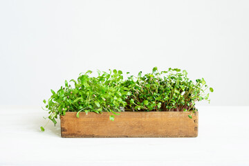 Fototapeta premium Micro greens in a wooden tray on a table on a white background. Micro cilantro and radish. Healthy food herbs for cooking with copy space.