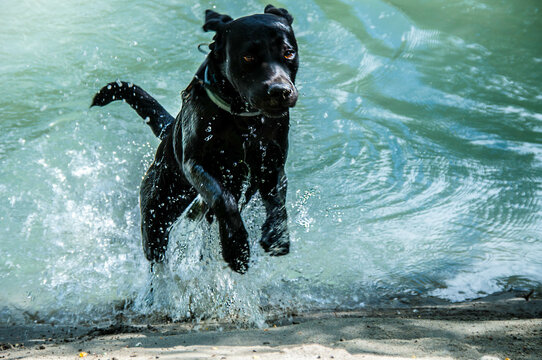 Laprador im Wasser