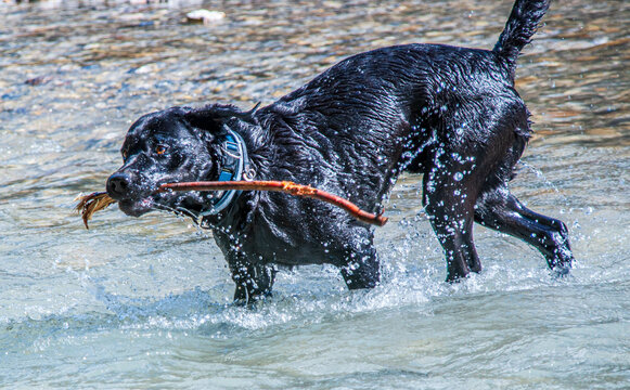 Laprador im Wasser