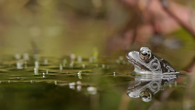 European common frog - Rana temporaria