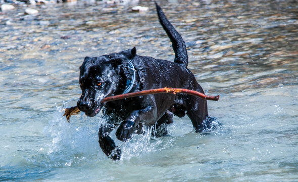 Laprador im Wasser