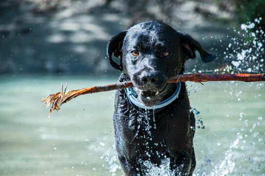 Laprador im Wasser