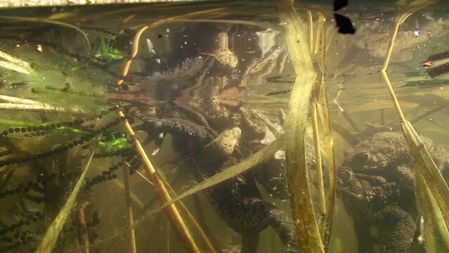 Common toad - Bufo bufo