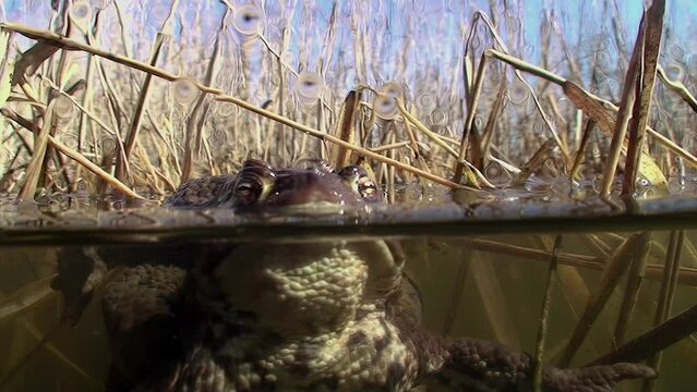 Common toad mating under water