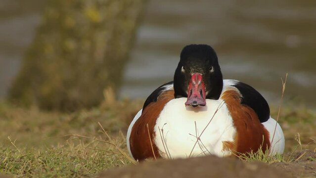 Tadorna Images Browse 8,174 Stock Photos, Vectors, and Video Adobe