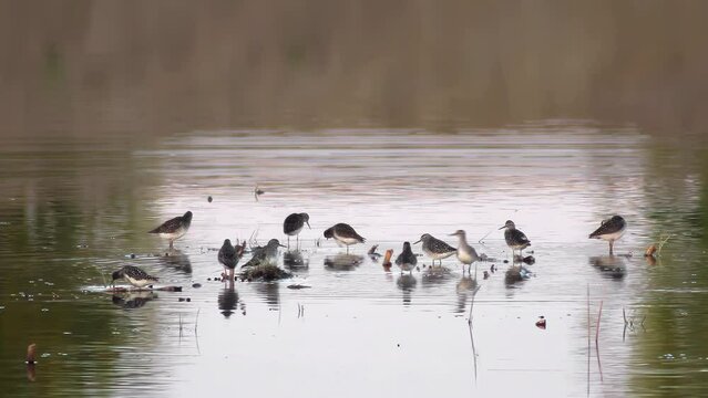 Wood Sandpiper group foraging
