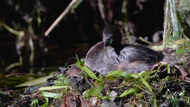 Little Grebe - Tachybaptus ruficollis