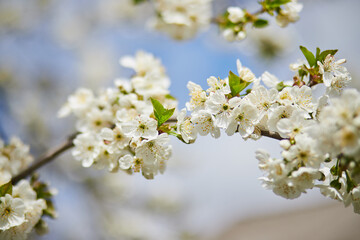 Branches of blossoming cherry macro with soft focus on gentle light blue sky background in sunlight. Beautiful floral image of spring nature