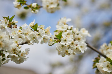 Branches of blossoming cherry macro with soft focus on gentle light blue sky background in sunlight. Beautiful floral image of spring nature