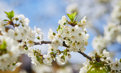 Branches of blossoming cherry macro with soft focus on gentle light blue sky background in sunlight. Beautiful floral image of spring nature