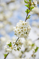 Branches of blossoming cherry macro with soft focus on gentle light blue sky background in sunlight. Beautiful floral image of spring nature