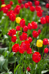 Fototapeta premium Group of red tulips in the park. Spring landscape.
