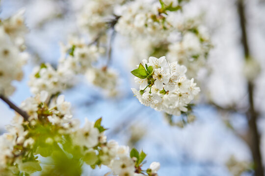 Branches of blossoming cherry macro with soft focus on gentle light blue sky background in sunlight. Beautiful floral image of spring nature