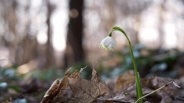 Snowdrop flower leucojum vernum is in the spring forest. Video, close up. High quality FullHD footage