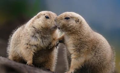 Foto op Plexiglas Prairie dogs are herbivorous burrowing rodents native to the grasslands of North America. The five species are: black-tailed, white-tailed, Gunnison's, Utah, and Mexican prairie dogs. © Paul