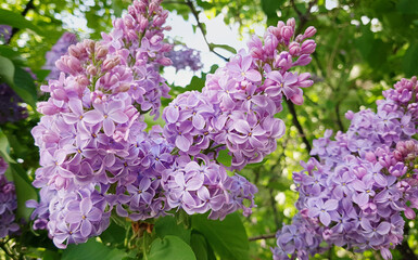 lilac bush blooming in the garden