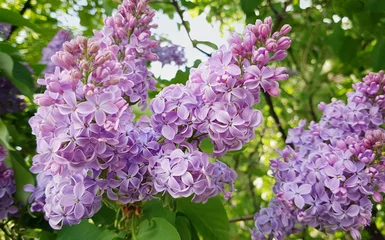 Fotobehang lilac bush blooming in the garden © aninna