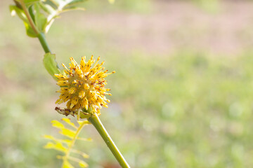 Yellow flower of Mitragyna speciosa (Korth.) Havil or Thai name Kratom is a drug and herb in the...