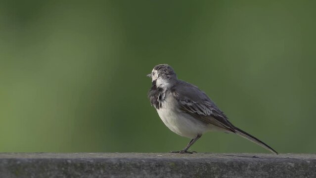 White Wagtail - Motacilla alba