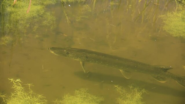 Northern pike - Esox lucius