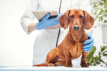 female doctor examines a dachshund dog in a veterinary clinic. medicine for pets