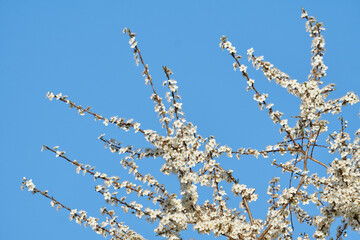 Spitze eines Mirabellenbaums in Vollbüte vor blauem Himmel