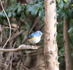 キレイな青い鳥