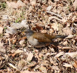木の実を食べる野鳥