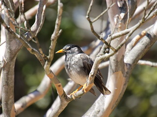 Fototapeta premium 木の枝に止まる野鳥