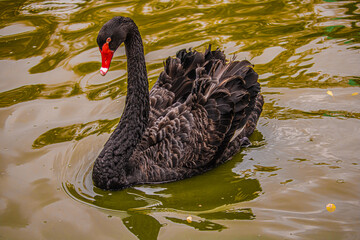 Naklejka premium black swan on the lake