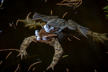Pair of Toads mating during springtime in a pond  - Fertilizing tadpole eggs