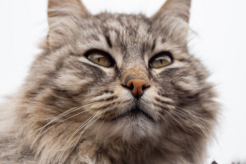Close up detail of grey striped cats beautiful orange eyes