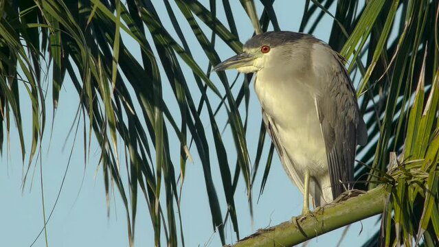 Black-crowned Night Heron - Nycticorax nycticorax