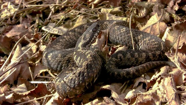 Viper - Vipera vipera