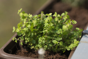 Oregano im Gemüsegarten am Balkon
