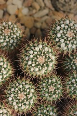 close up of cactus