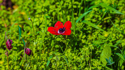 red poppy flowers in grass